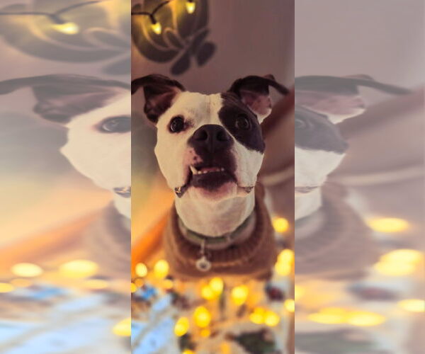 Medium Photo #2 American Pit Bull Terrier-Unknown Mix Puppy For Sale in Germantown, OH, USA