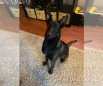 Small #3 Mutt