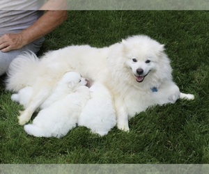 Mother of the American Eskimo Dog puppies born on 04/30/2022