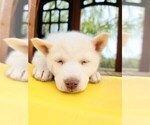 Small Photo #2 Siberian Husky Puppy For Sale in FLORA, IL, USA
