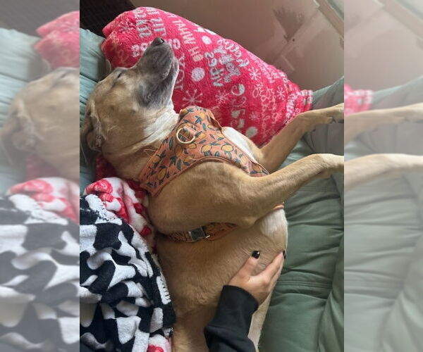 Medium Photo #4 Labrador Retriever-Unknown Mix Puppy For Sale in East Derry, NH, USA