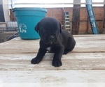 Small Photo #4 Cane Corso Puppy For Sale in TRINIDAD, CO, USA