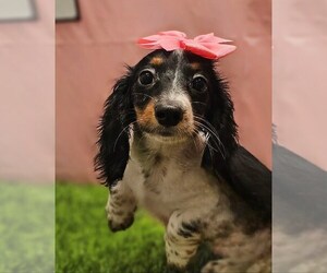 Dachshund Puppy for sale in STUART, FL, USA