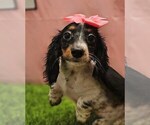 Small Dachshund