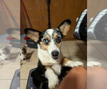 Small #1 Mutt