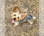 Small Mutt