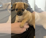 Small #3 Carlin Pinscher