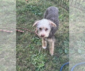 Mutt Dogs for adoption in San Diego , CA, USA