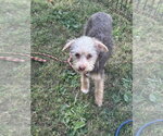 Small Mutt