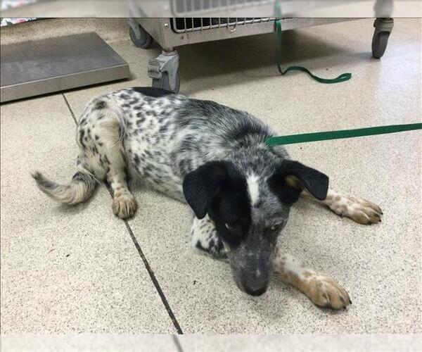 Medium Photo #1 Mutt Puppy For Sale in Riverside, CA, USA