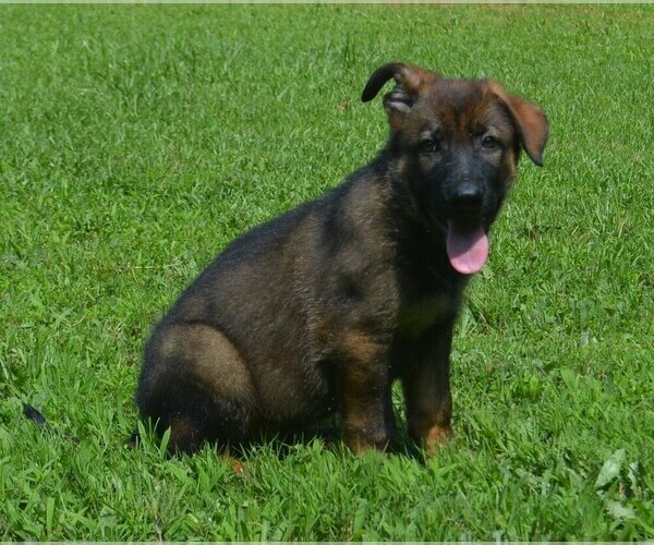 Medium Photo #5 German Shepherd Dog Puppy For Sale in POWDER SPRINGS, GA, USA
