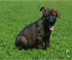 Puppy Puppy 2 German Shepherd Dog