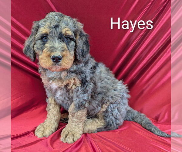 Medium Photo #5 Bernedoodle Puppy For Sale in CANON CITY, CO, USA