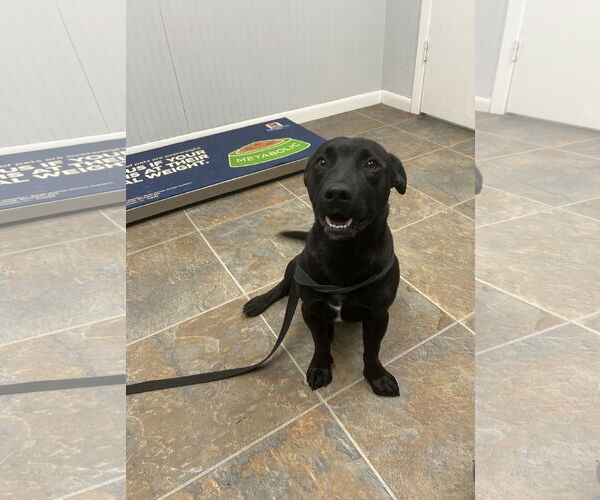 Medium Photo #5 Dachsador Puppy For Sale in Monticello, MS, USA