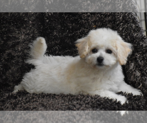 Medium Photo #3 Bichpoo Puppy For Sale in ELDORADO, OH, USA