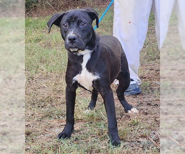 Medium Photo #4 Labrador Retriever-Unknown Mix Puppy For Sale in Wetumpka, AL, USA