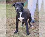 Small #3 Labrador Retriever Mix