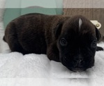 Small #1 Boxer