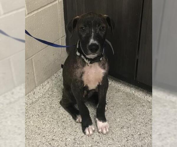 Medium Photo #1 Black Mouth Cur-Unknown Mix Puppy For Sale in Conroe, TX, USA