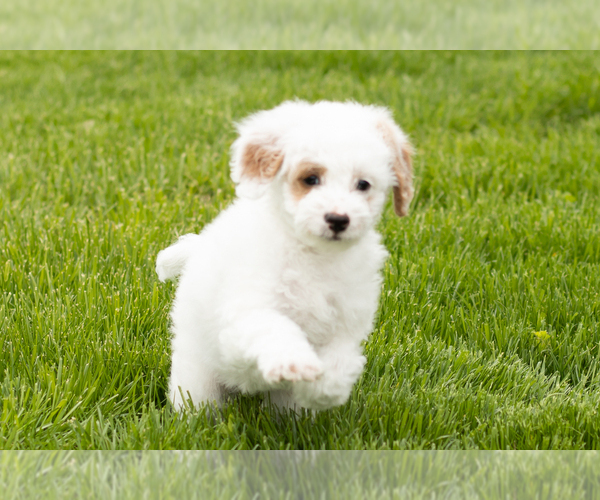 Medium Photo #6 Goldendoodle (Miniature) Puppy For Sale in WOLCOTTVILLE, IN, USA