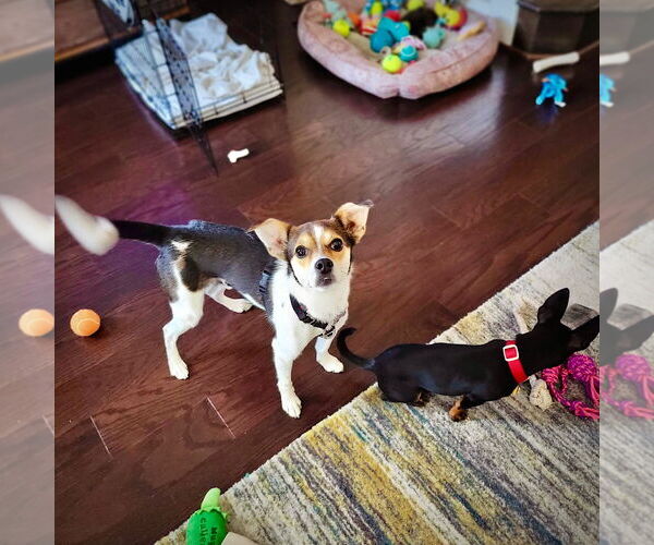 Medium Photo #3 Rat Terrier-Unknown Mix Puppy For Sale in Atlanta, GA, USA