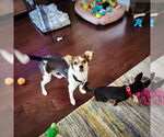 Small #2 Rat Terrier Mix