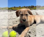 Small #1 Labrador Retriever Mix