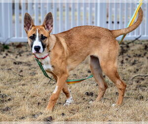 German Shepherd Dog-Unknown Mix Dogs for adoption in Duluth, MN, USA