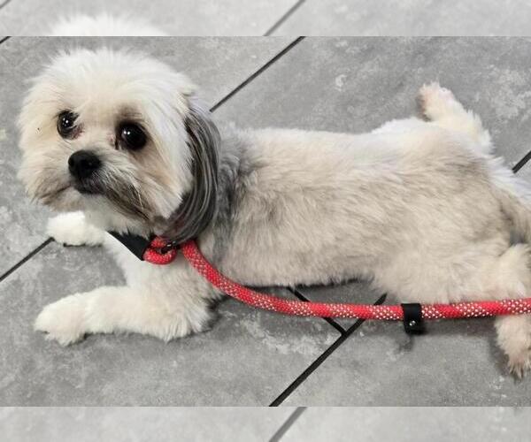 Medium Photo #2 Shih Tzu Puppy For Sale in San Antonio, TX, USA