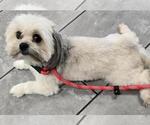 Small #1 Shih Tzu