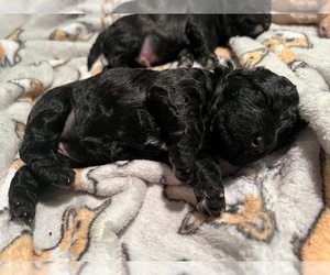 Cockapoo Puppy for sale in LOWELL, MA, USA