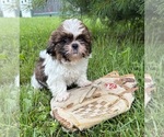 Small #2 Shih Tzu