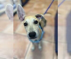 Mutt Dogs for adoption in miami, FL, USA