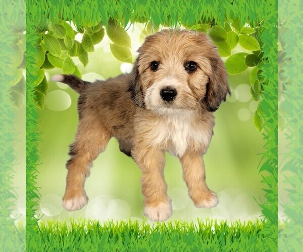 Medium Photo #15 Bernedoodle (Miniature) Puppy For Sale in BLACK FOREST, CO, USA