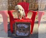 Small Photo #6 Goldendoodle Puppy For Sale in ATHENS, TN, USA