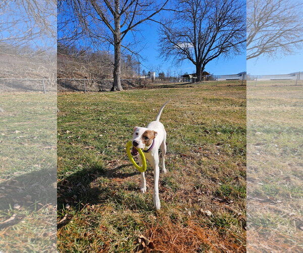 Medium Photo #15 Beagle-Unknown Mix Puppy For Sale in Hinton, WV, USA