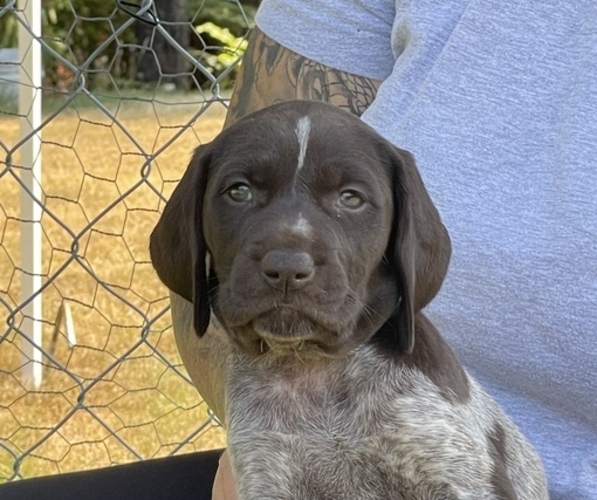 Medium Photo #12 German Shorthaired Pointer Puppy For Sale in DALLAS, OR, USA