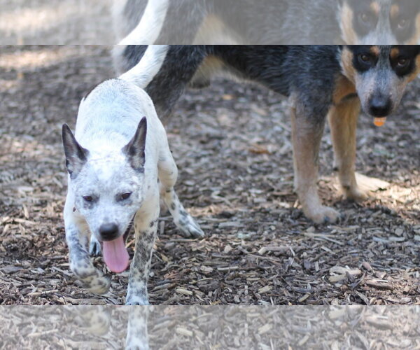 Medium Photo #2 Mutt Puppy For Sale in Paso Robles, CA, USA