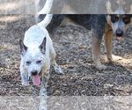 Small #1 Mutt
