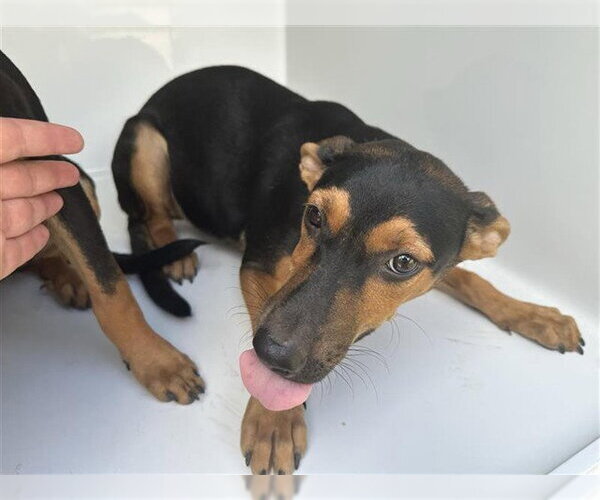 Medium Photo #1 Miniature Pinscher-Unknown Mix Puppy For Sale in Houston, TX, USA
