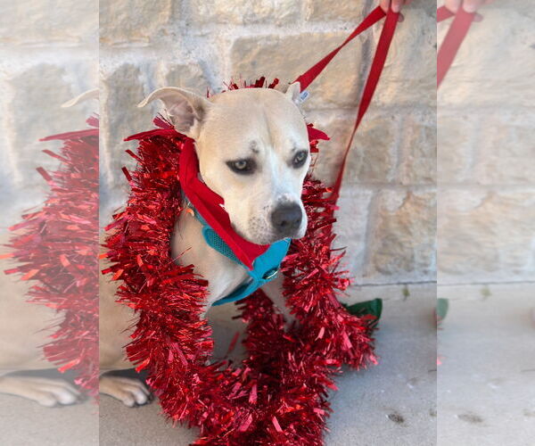 Medium Photo #7 Boxer-Unknown Mix Puppy For Sale in Euless, TX, USA