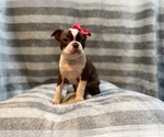 Small Photo #9 Boston Terrier Puppy For Sale in LAKELAND, FL, USA