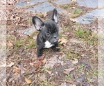 Small Photo #10 French Bulldog Puppy For Sale in N CHESTERFLD, VA, USA