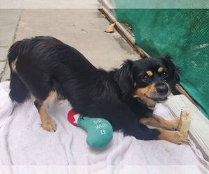 Cavalier King Charles Spaniel-Spaniel Mix Dogs for adoption in Mission Viejo, CA, USA