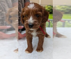 Miniature Labradoodle Puppy for sale in SYCAMORE, IL, USA