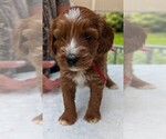 Image preview for Ad Listing. Nickname: Riley