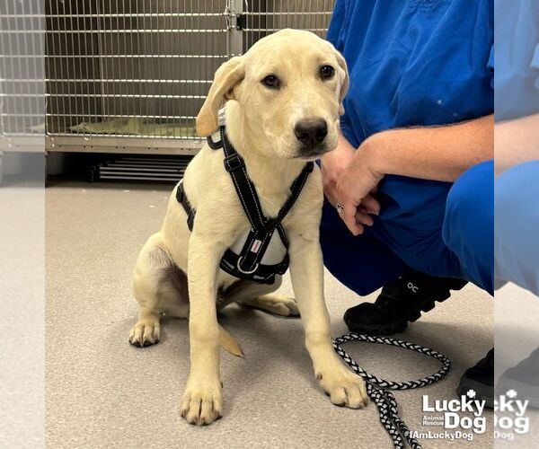 Medium Photo #1 Labrador Retriever-Retriever  Mix Puppy For Sale in Washington, DC, USA