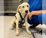 Small Labrador Retriever-Retriever  Mix