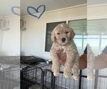 Puppy Puppy 1 Goldendoodle