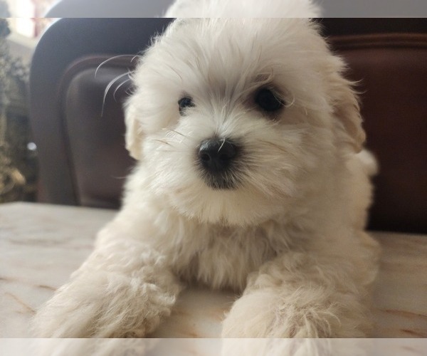 Medium Photo #9 Maltese Puppy For Sale in WEST PALM BEACH, FL, USA
